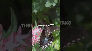 Butterfly Wings  Fragile or Tough   #animalfacts #facts #mythbusters #shorts