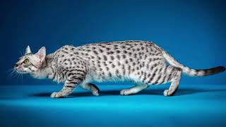 Thievery Corporation - Guidance