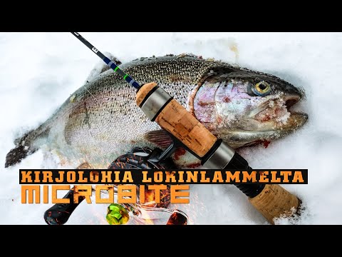 Kirjolohet hurjana Lokinlammella / Kirjolohen jigipilkintää