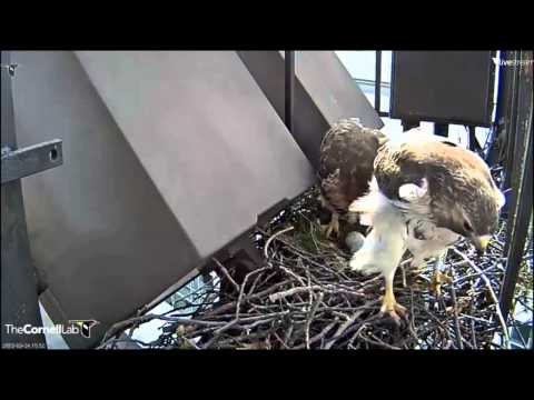 Cornell RTH  'Big Red Tries To Sneak Up On Ezra!'  3.51 pm   _3.24.13_