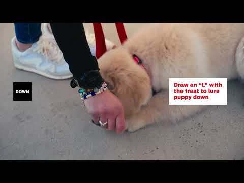 Learn How to Train Your Puppy with Dr. RuthAnn Lobos