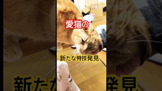 it's a cat.猫です！猫の特技。#保護猫 #animals #shortvideo #cat #comedy #ねこのいる生活 #猫のいる暮らし #kitten #茶トラ