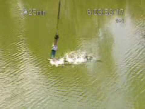 Bungee jump accident with a shark!!
