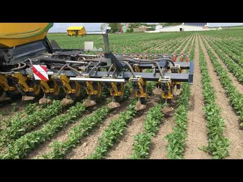 System Cameleon ,Ackerbohne