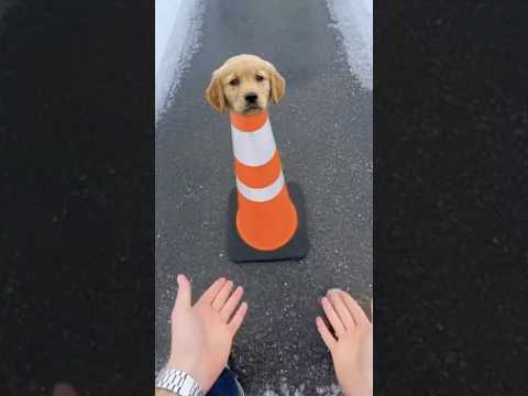 Encontré un perro atrapado en ESTO... No creerás su reacción 💔#animalrescue  #cat