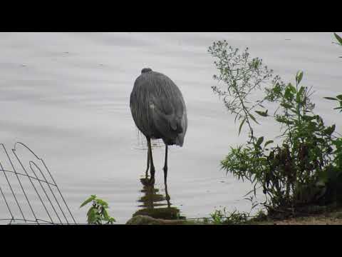 Good day for the heron bad day for chipmunk