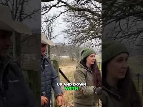 Pferde wählen täglich ihren Anführer