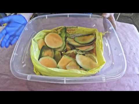 Feeding cantaloupe melon rind to 3 of my 5 red wiggler worm bins - vermicomposting