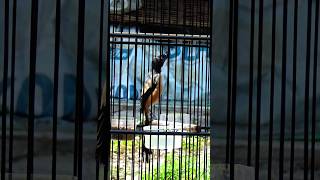 Download lagu Cendet sapudi mp3