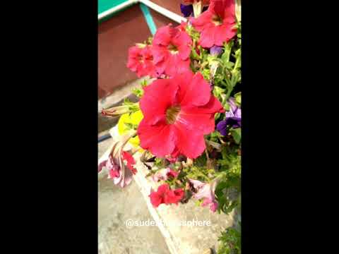 Different types of petunia..!!🌼🌸🦋🍂#flowers #love #gardening #sudeshna'ssphere