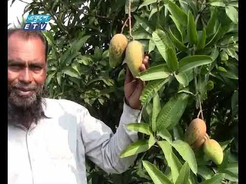 চুয়াডাঙ্গায় বারোমাসি আম চাষে সাফল্য