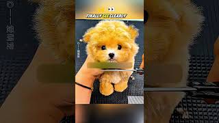 Download lagu From Shaggy Pup to Teddy Bear Dog 🐶🧸 #shorts #trending #viralshort mp3