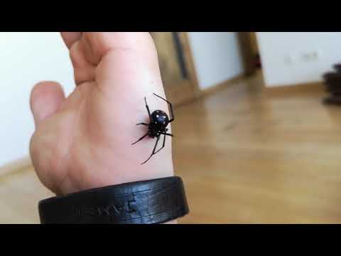 Handling Madagascan Black Widow