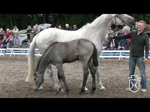 SL127 Stutfohlen von Rock Forever - Florestan I - Calypso II