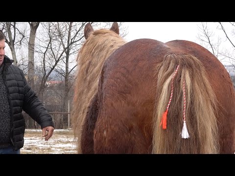 Prezentare armasari cu Dorel, Alex si Bush - 2022 Nou!!!