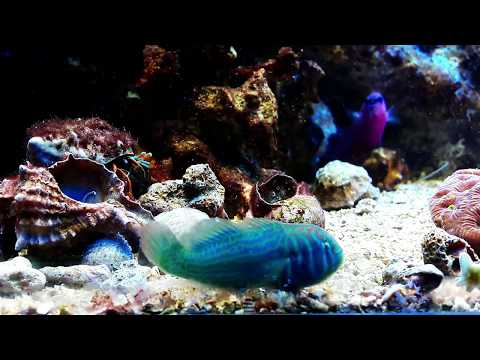 Akwarium Morskie nowe życie