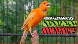 Download lagu SUARA Kenari GACOR PANJANG Pancingan & masteran Kenari Paud AGAR gacor AMPUH Kenari MACET bunyii mp3 Download lagu SUARA Kenari GACOR PANJANG Pancingan & masteran Kenari Paud AGAR gacor AMPUH Kenari MACET bunyii mp3