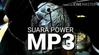 Download lagu Suara Merbuk Betina Melarau By Pemburu Bunyi. mp3 Download lagu Suara Merbuk Betina Melarau By Pemburu Bunyi. mp3