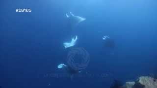 preview picture of video 'Manta rays attempting to mate and court, mantas stock footage archive vision HD'