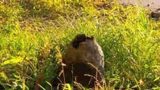 "Autumn Afternoon"  Music/Video by CodeMan