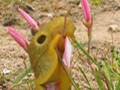 giant slug eats flower