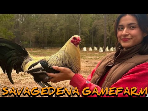 Grey Blueface Yellow leg hatch - SAVAGEDENA FARM