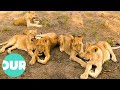 Lions Risk Lives In Thrilling Chase With Buffalo Lion Country Ep6 Our World