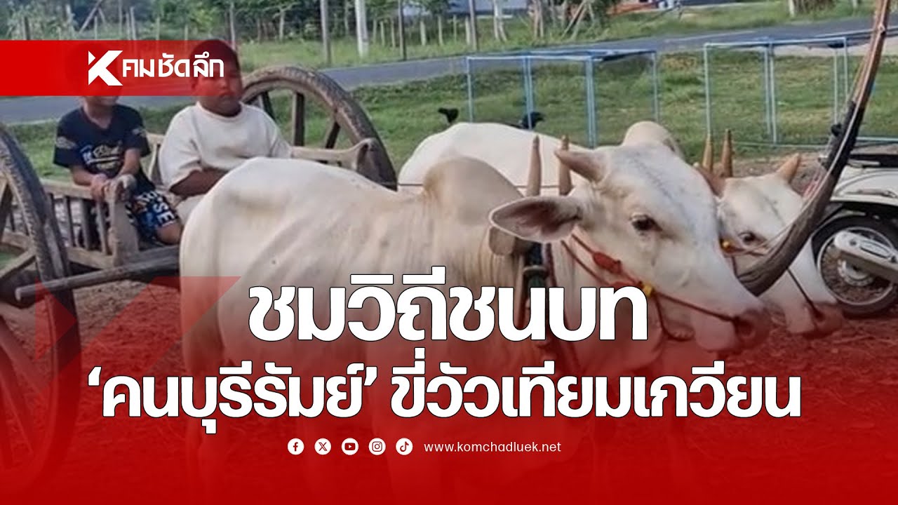 ชมวิถีชนบท 'คนบุรีรัมย์' ขี่วัวเทียมเกวียน