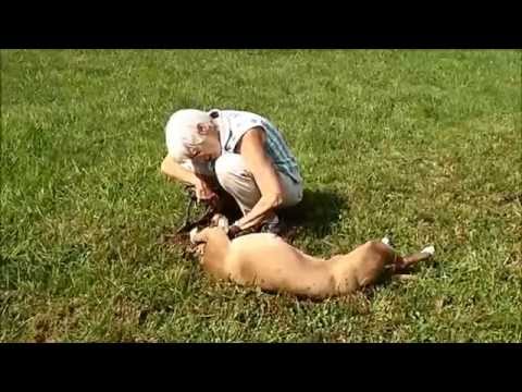 Gabrielle, an adopted Pit Bull Terrier Mix in Nashville, IN_image-1