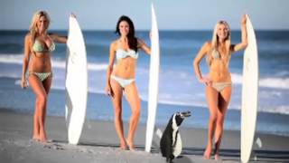preview picture of video 'Puerto Escondido penguins'