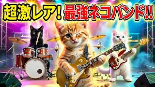 猫バンド結成！オリジナルロックソングを熱唱する猫たち【癒し】
