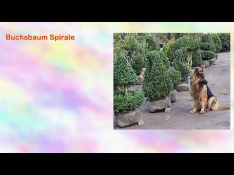 Buchsbaum Spirale, Höhe: 120130 cm, Bonsai, Buxus Formschnitt