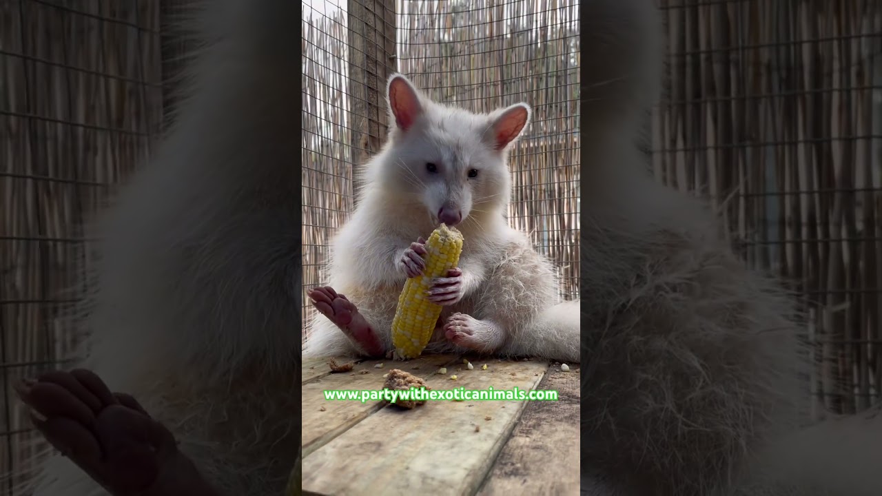 Promotional video thumbnail 4 for Party With Exotic Animals