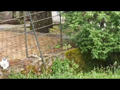 Cute Kitty Near Pousada Guarda