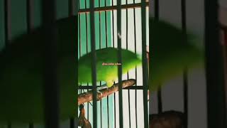 Download lagu suara asli burung cucak hijau asli alas Purwo Banyuwangi #cucakhijaualaspurwo mp3