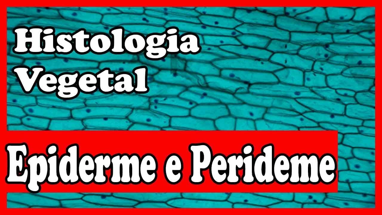 Epiderme e Periderme - Histologia Vegetal - Tecidos vegetais - aula 3