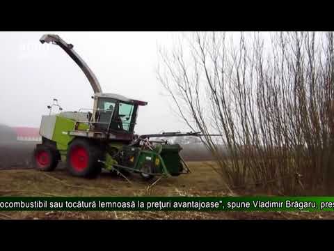 26 de hectare de salcie energetică vor fi plantate în RM