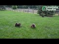 Shorkie dogs for sale: Earl - Video 1