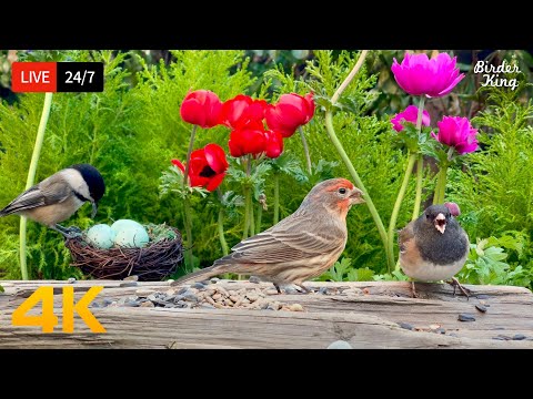 ???? 24/7 LIVE: Cat TV for Cats to Watch ???? Cute Birds Pigeons in the Spring 4K