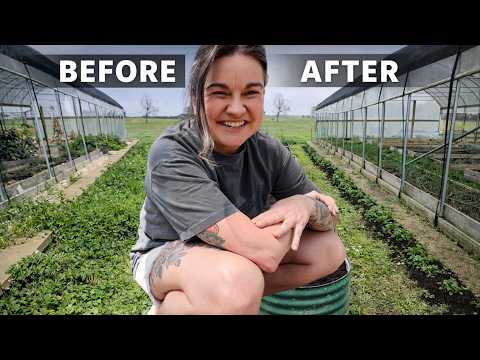 Strawberry Patch Prep: Maximize Your Harvest