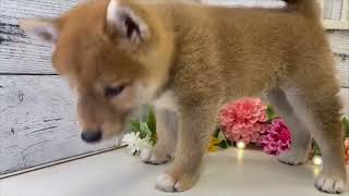 柴犬の動画01