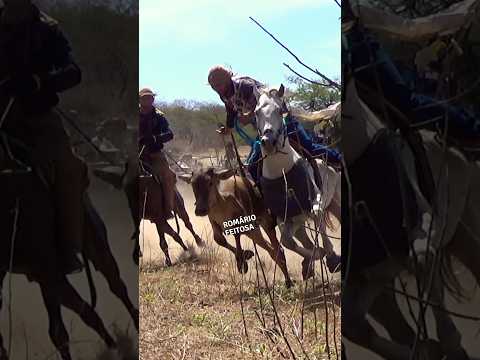 quase deu certo #romariofeitosa #pegadeboinomato