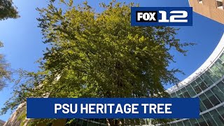 Historic copper beech tree at PSU connects Portland to its industrial past