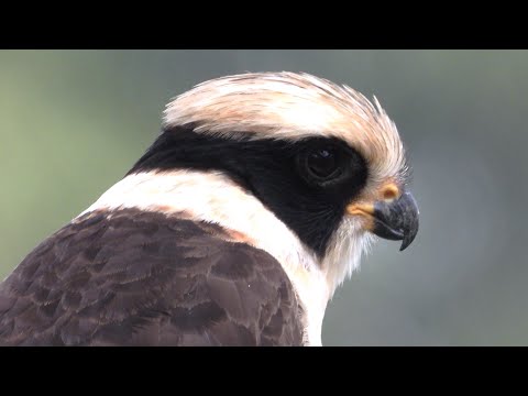 500 a. C. Halcón Reidor. Cultura Chorrera | Aves del Ecuador