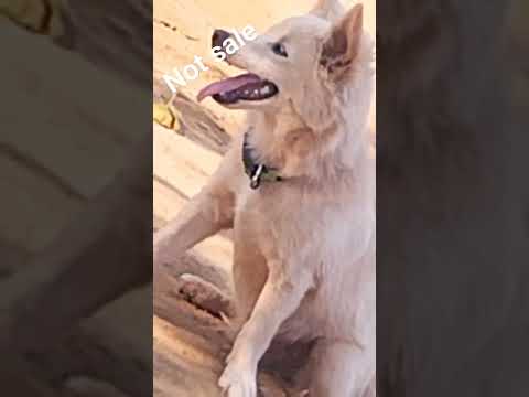 short video Dipesh yadav dog  for not sale