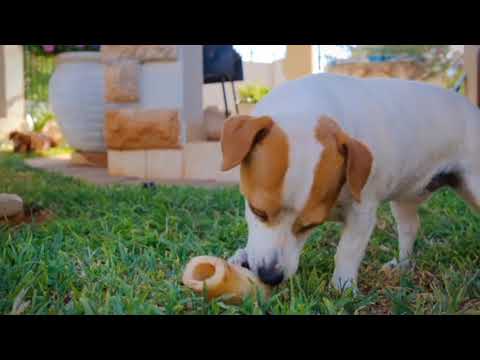 #The Cutest Pet Dog Playing in the garden.....