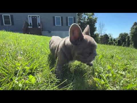 Video 4