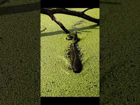 😱 FishBite Caught WHAT?! 🎣 Unbelievable Fishing Moments! #fishing #fishbite