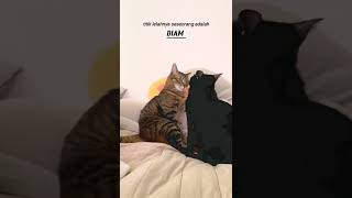 Download lagu story wa kucing sad|story wa sad#shorts #storywa mp3 Download lagu story wa kucing sad|story wa sad#shorts #storywa mp3