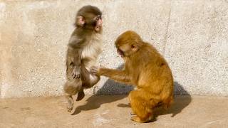 【海外の反応】日本の赤ちゃん猿パンチに待望の親友！「ついに孤独が終わった」世界中から感動と祝福の嵐